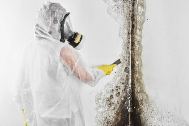 Best Mold Testing and Inspection Services in Atlanta, GA