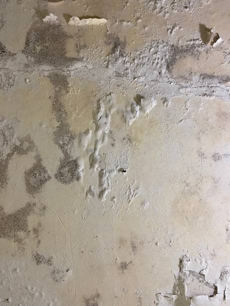 Best Preventive Mold Services in Atlanta, GA