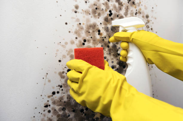 Best Post-Flood Mold Remediation in Atlanta, GA